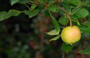 Apple Tree from Bing Images