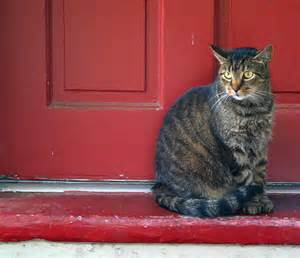 Cat at Door from Bing Images