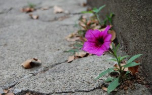 Design_FlowerBreakingThrough