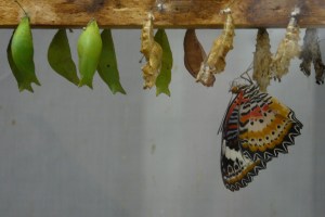 Blog_ButterflyChrysalis