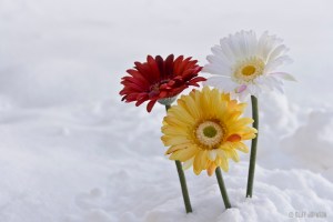 Blog_FlowersInSnow