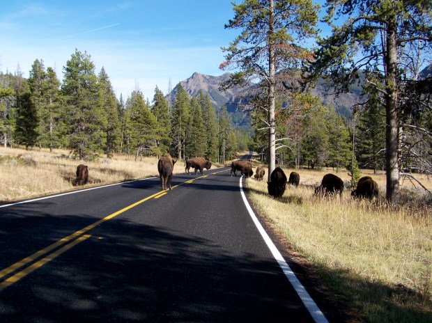 Blog_BisonRoadblock.JPG