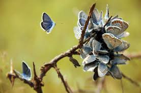 Blog_ButterflyFlower