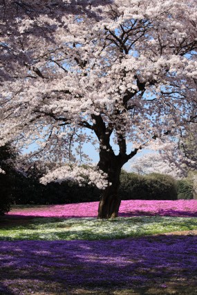 Blog_CherryBlossom.jpg