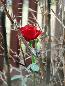 Blog_ThornsAndRose