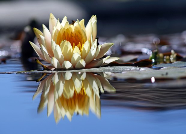 Blog_FlowerReflection