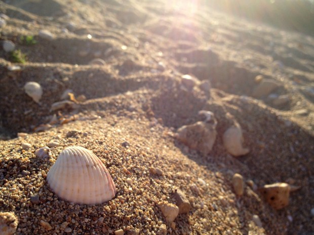 Blog_ShellsInSand