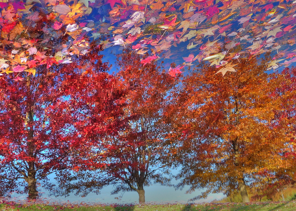 blog_fallleaveswater