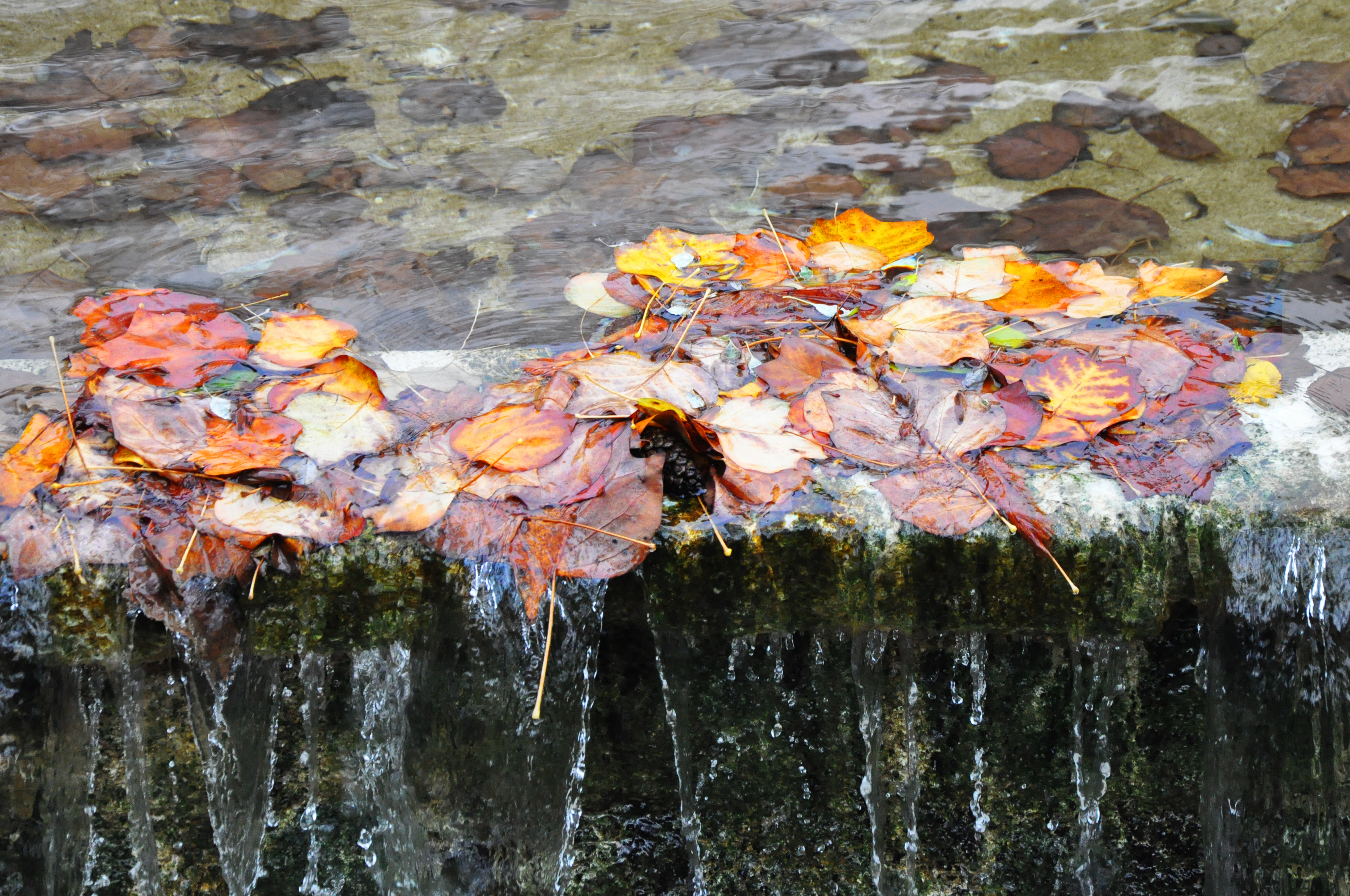 Blog_WaterfallLeaves.jpg