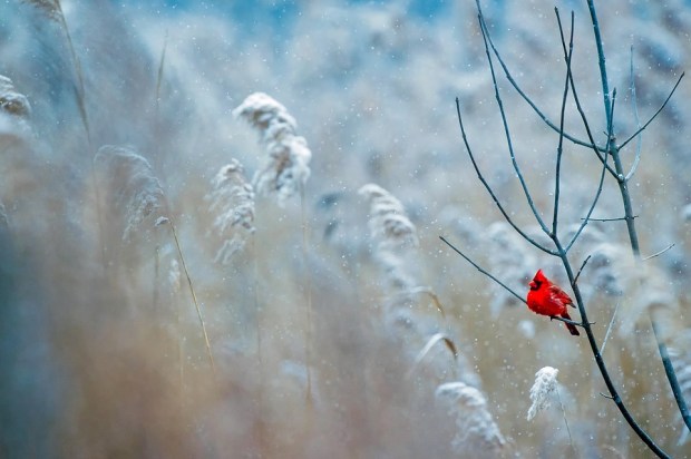 Nature Winter Bird Wildlife Frost Cardinal Snow
