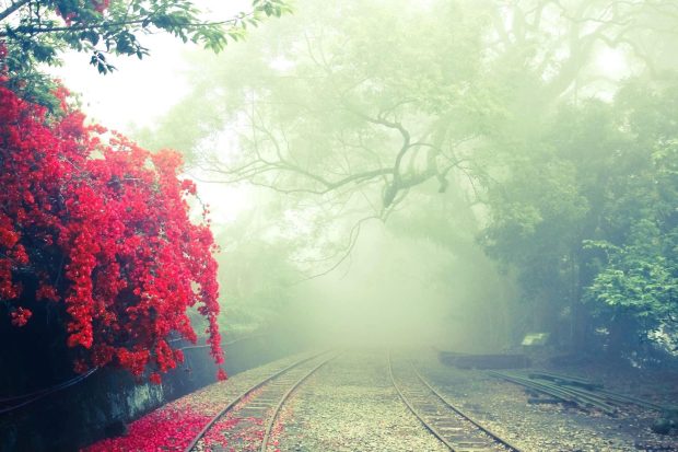 Free picture: road, summer season, trees, woods, flowers, fog PIXNIO1824 × 1216Search by image