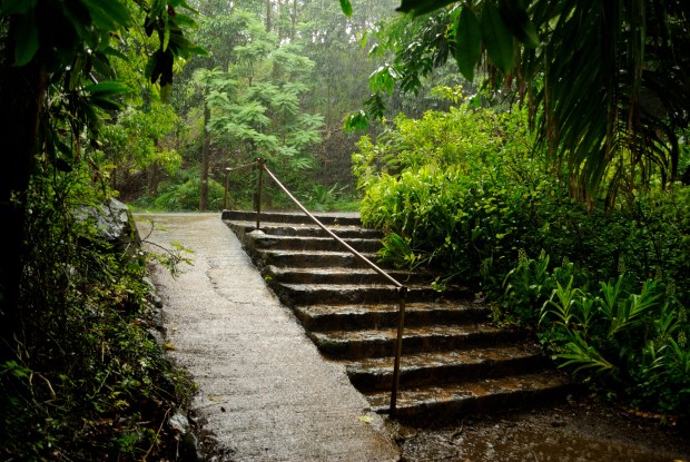 File:Waiting out the rain under a tree (5217038792).jpg ... Wikimedia Commons3872 × 2592Search by image