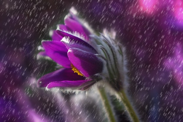 Rain, Drops - Free images on Pixabay